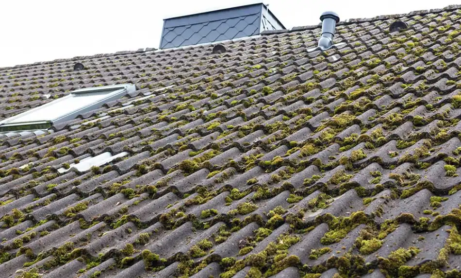 Démoussage d'une toiture à Dreux